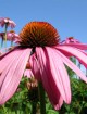 rudbeckia